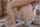 blonde, rocco, rough, toesuck, evilangel