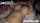 boobs, asian, jav, big tits, sleeping
