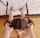 handcuffs, blowjob, pigtails